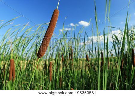 Typha latifolia, Common Bulrush, Broadleaf Cattail