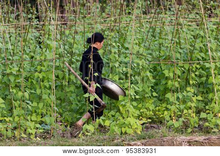 MAI CHAU, VIETNAM, DECEMBER 20, 2014 : A woman farmer is working in the bean vegetable garden, holding a recipient and a pickaxe in the village of Mai Chau, Vietnam