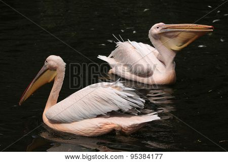 Great white pelican (Pelecanus onocrotalus), also known as the rosy pelican. Wildlife animals. 