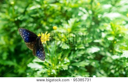 Striped Blue Crow Butterfly