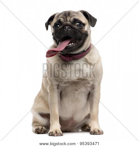 Pug (9 months old) with a disproportionate tongue sitting in front of a white background