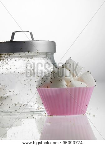 cube sugar in cup cake mold surrounded with ants
