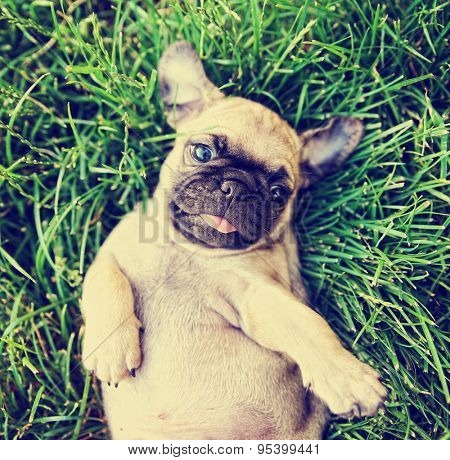  a cute baby pug chihuahua mix puppy playing in the grassy clover during summer toned with a retro vintage instagram filter app or action effect