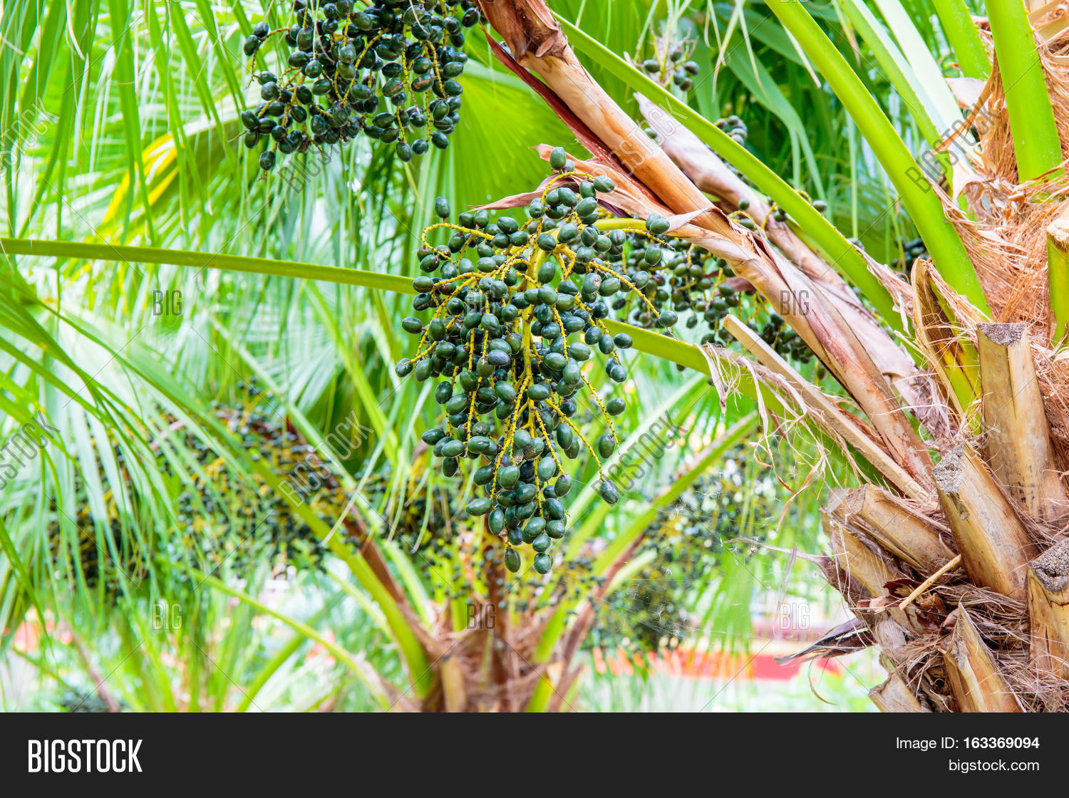Sealing Wax Palm, Image & Photo (Free Trial) Bigstock