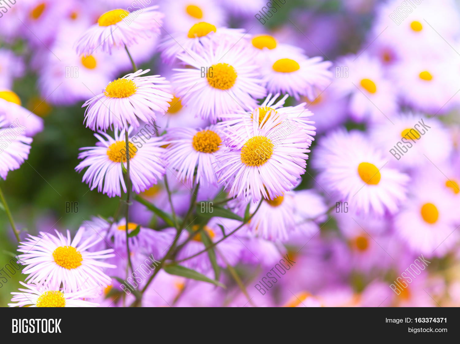 Flowers Daisy Family, Image & Photo (Free Trial) Bigstock
