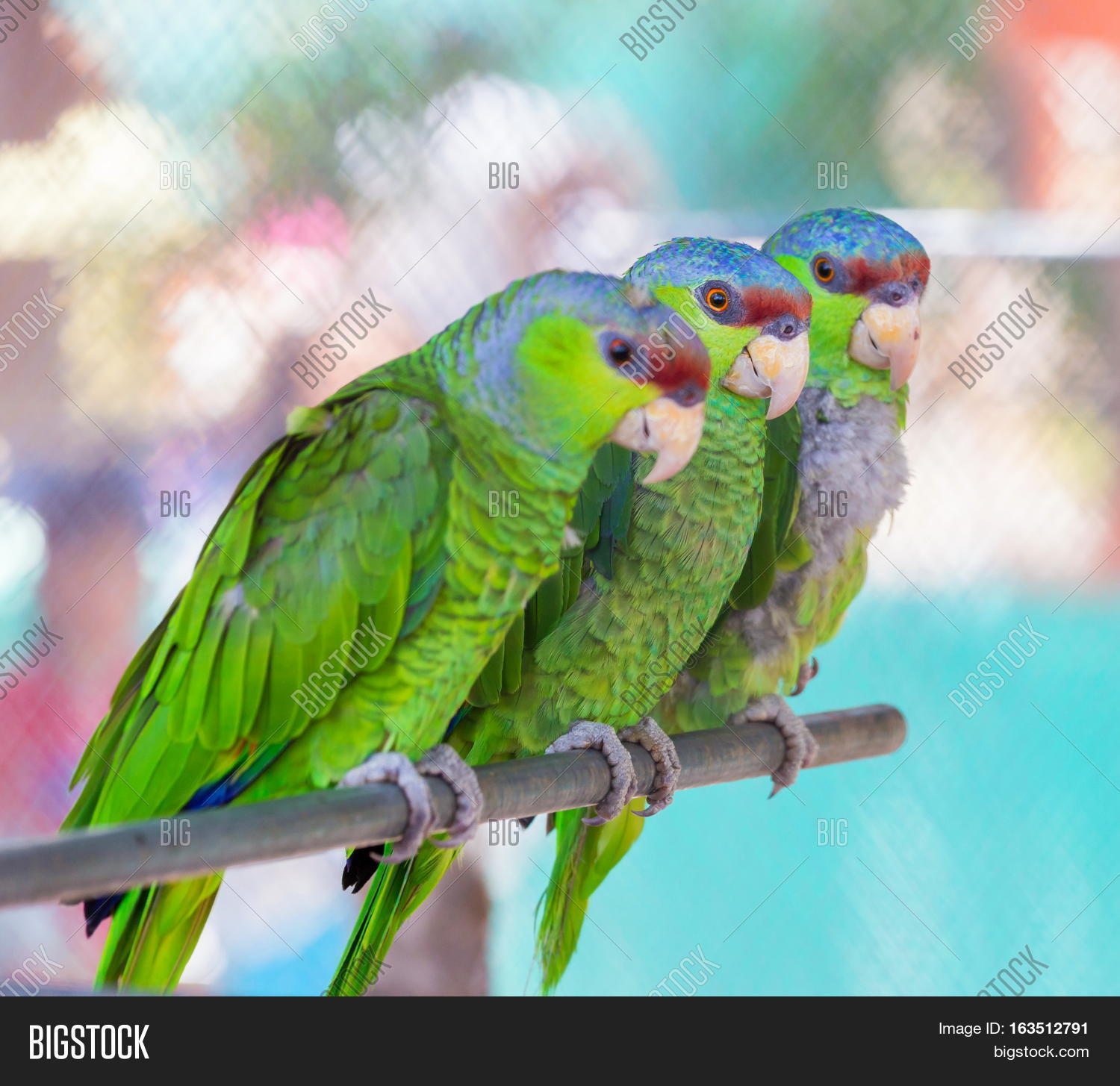 Lilaccrowned Amazon Image & Photo (Free Trial) Bigstock