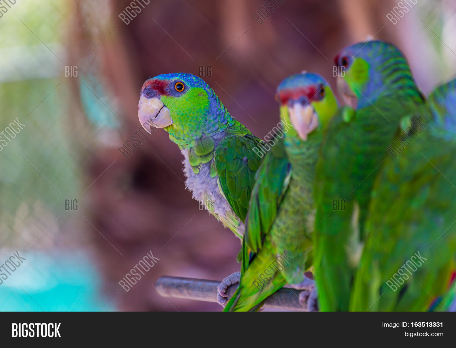 Lilaccrowned Amazon Image & Photo (Free Trial) Bigstock