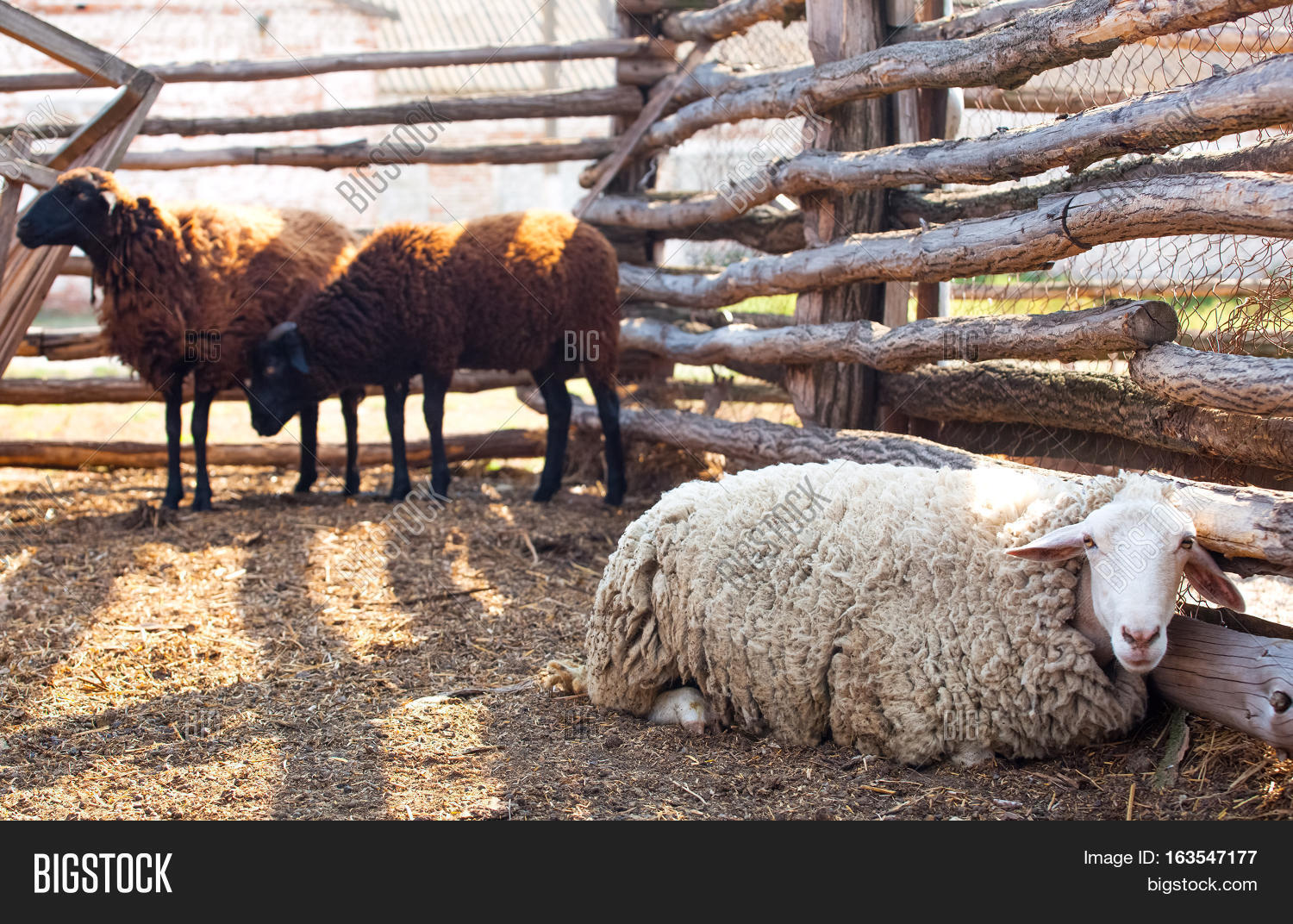 Flock Sheep Different Image & Photo (Free Trial) Bigstock