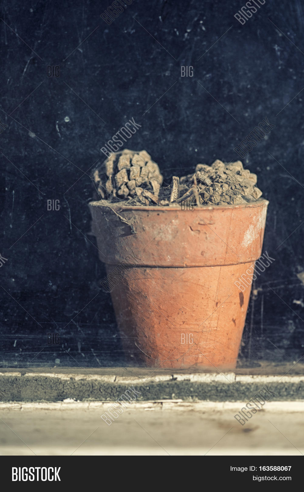Dying Plants On Pots Image & Photo (Free Trial) Bigstock