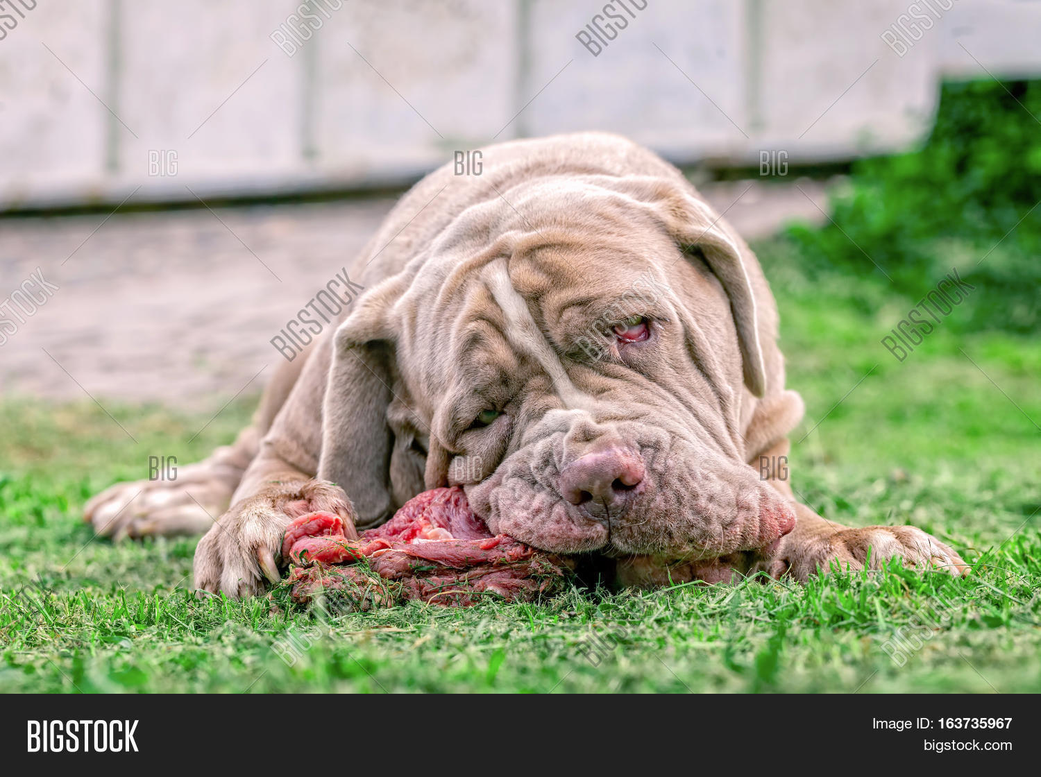 big neapolitan mastiff