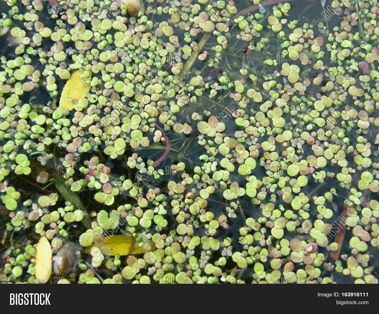 Duckweed Flowers Image & Photo (Free Trial) Bigstock
