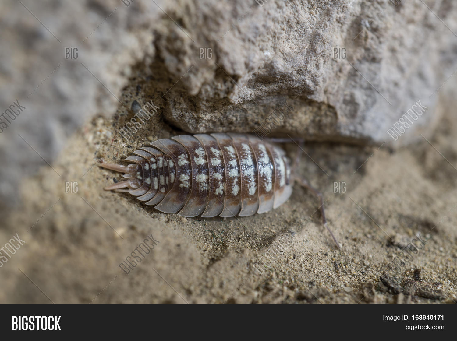 Oniscidae Oniscidea Image & Photo (Free Trial) | Bigstock