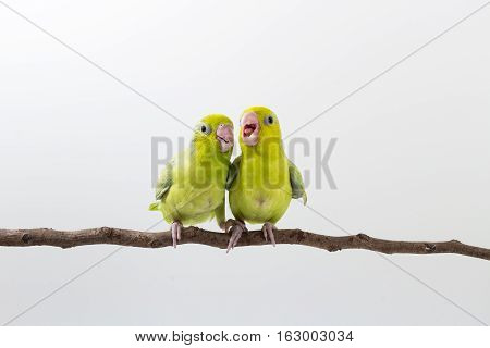 Pastel Green Forpus Bird Chick