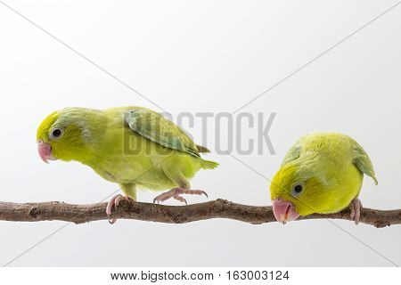 Pastel Green Forpus Bird Chick