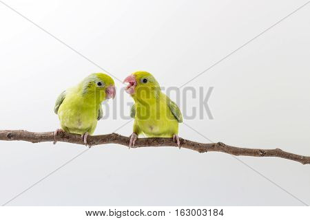 Pastel Green Forpus Bird Chick