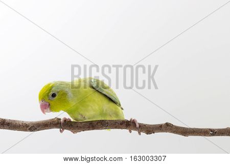 Pastel Green Forpus Bird Chick