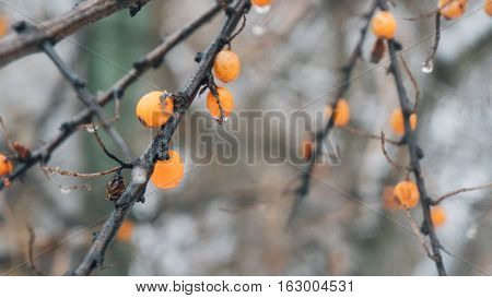 Sea Buckthorn Berries And Sea Buckthorn Fruit, Close-up Photo Of The Fruit Of Sea Buckthorn