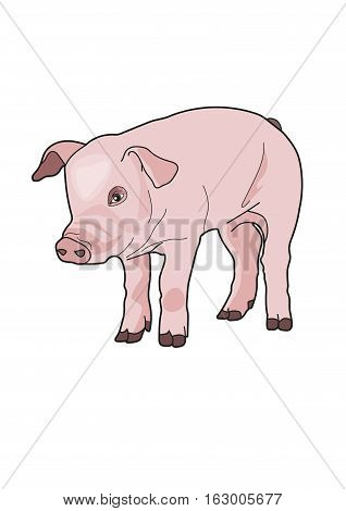 The pink piggy on a white background.