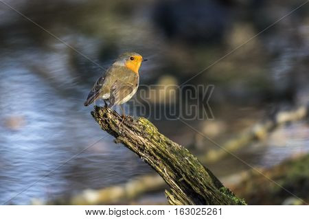 Robin Redbreast (erithacus Rubecula)