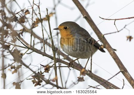 Robin Redbreast (erithacus Rubecula)