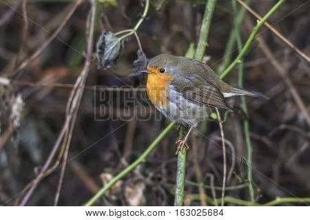 Robin Redbreast (erithacus Rubecula)