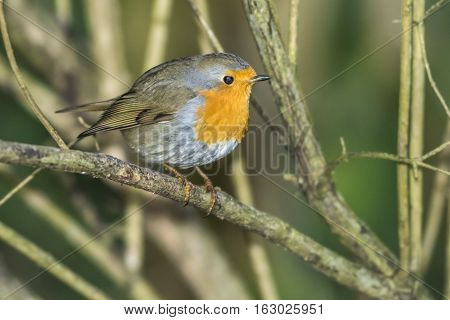 Robin Redbreast (erithacus Rubecula)