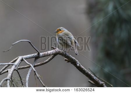 Robin Redbreast (erithacus Rubecula)