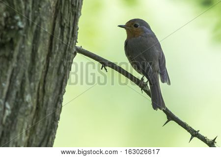 Robin Redbreast (erithacus Rubecula)