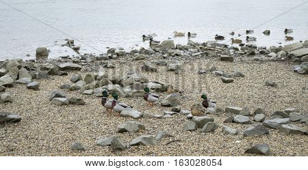 Mallards near the bank of the river