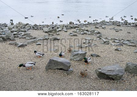 Mallards near the bank of the river