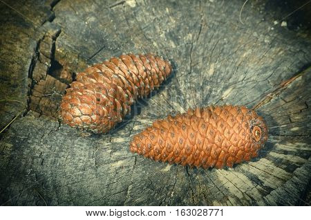 Image of Two Fir Cones on the Stump