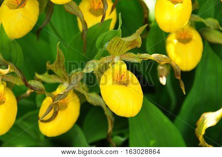 Beautiful image of many Yellow Lady Slipper Orchids in full bloom in southern Ontario, Canada