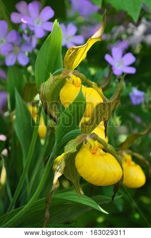 Beautiful portrait of Yellow Lady Slipper Orchids with a backdrop of Wild Geraniums in southern Ontario, Canada