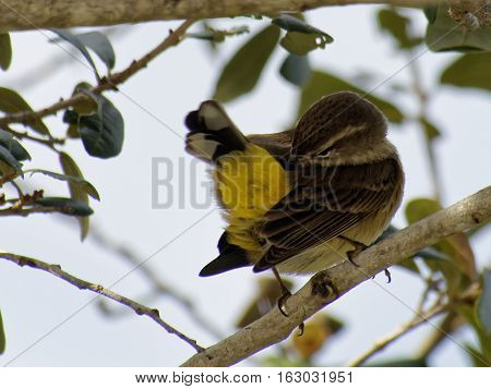 Migratory Palm Warber on tree branch preening under it wing with bright yellow on underbelly by tail clearly visible