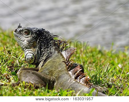 Green Iguana on green grass by lake in South Florida