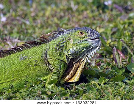 Young Green Iguana with mouth slightly open and green leaf showing on side of mouth