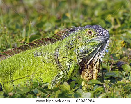 Green Iguana with neck dewlap partially entended camouflaged in grass blending into environment