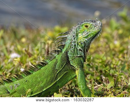 Alert baby Green Iguana camouflaged in grass by lake