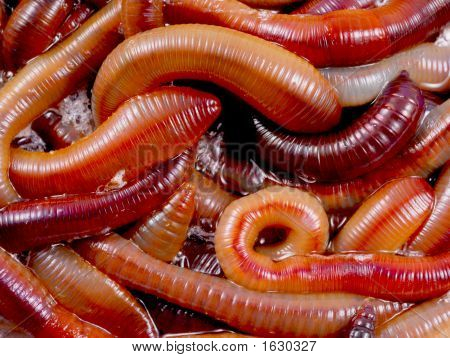 Worms2