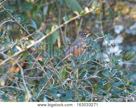 American Robin nestled in amongst bushes in Florida during winter season