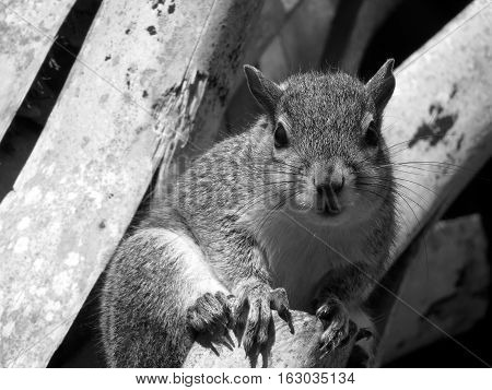 Cute Eastern Gray Squirrel staring from ledge on Sabal Palm Tree