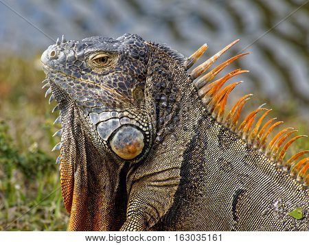 Extreme close up of male Green Iguana with orange breeding colors neck dewlap and spine spikes