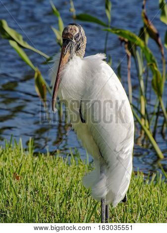 Full length close up Woodstork standing in grass by lake feathers blowing in breeze feather dust in beak. Profile view