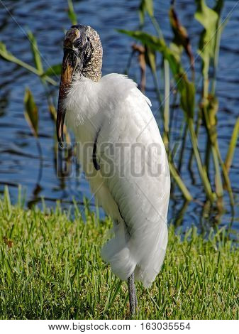 Woodstork standing in green grass by lake preening its neck feathers