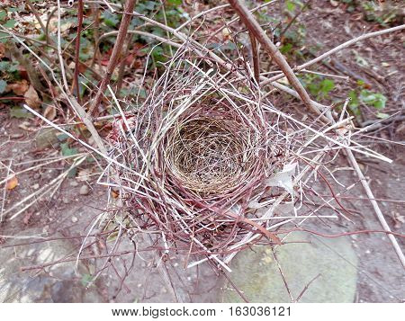 an empty bird's nest after baby birds have hatched and flown away