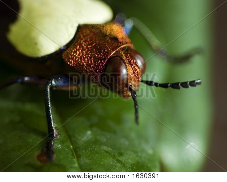 Chrysochroa-Käfer