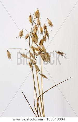 three spikelets of oats on a white background