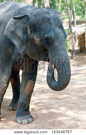 Elephant waiting for feeding at Kottoor Kappukadu Elephant Rehabilitation Centre Kerala India