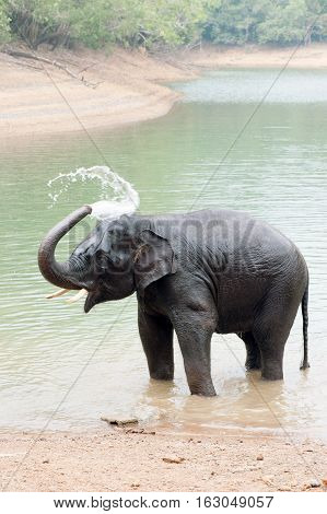 Bathing time for elephant in a lake with gadman at Kottoor Kappukadu Elephant Rehabilitation Centre Kerala India