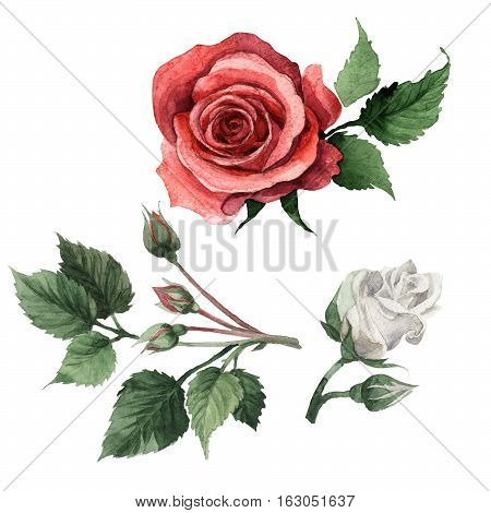 Wildflower rose flower in a watercolor style isolated. Full name of the plant: rose, hulthemia, rosa. Aquarelle wild flower for background, texture, wrapper pattern, frame or border.